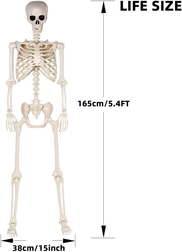 5.4 ft Halloween Skeleton - Life Size Human Skeleton with Full Body Posable J...