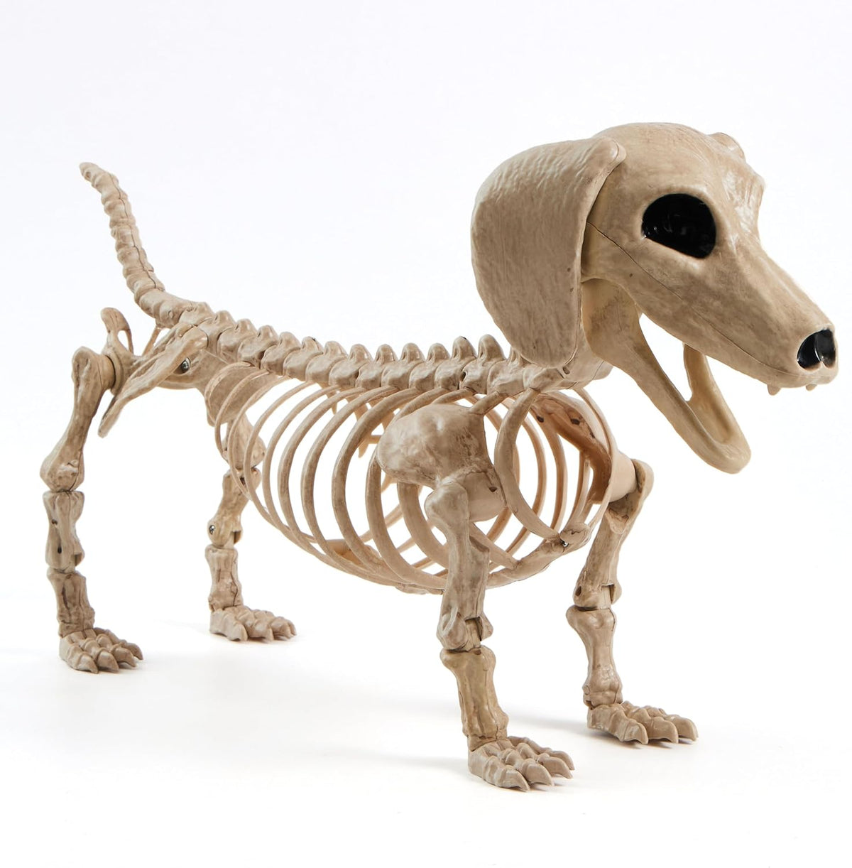 JOYIN Wiener Dog Skeleton 24โ Plastic Animal Posable Skeleton Halloween Decor...