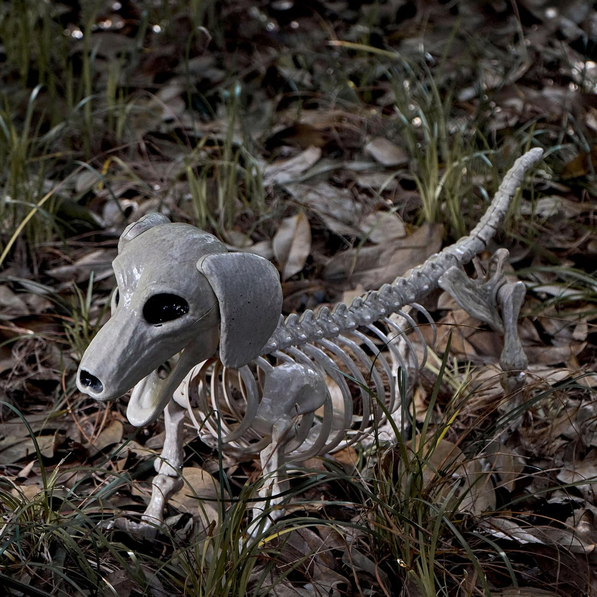 JOYIN Wiener Dog Skeleton 24โ Plastic Animal Posable Skeleton Halloween Decor...