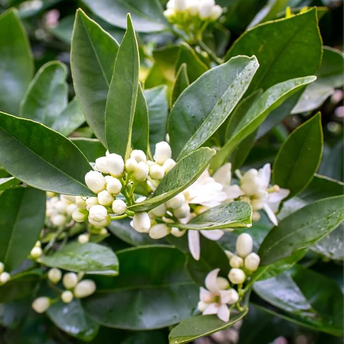 Neroli Essential Oil - Image 6