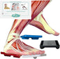 Ankle Foot Exerciser® Ankle Strengthener by AnkleFootExerciser
