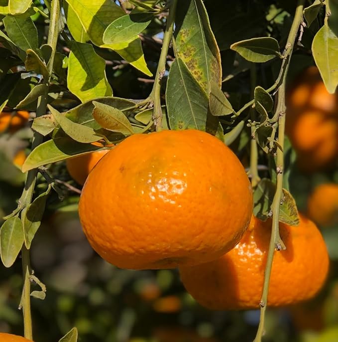 Orange Essential Oil - Image 7