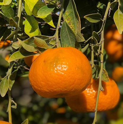 Orange Essential Oil - Image 7