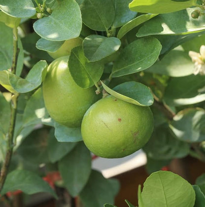 Lime Essential Oil - Image 8