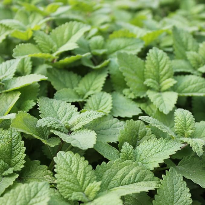 Melissa Essential Oil - Image 9