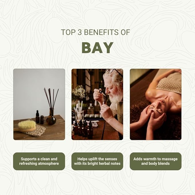 Bay Essential Oil - Image 2
