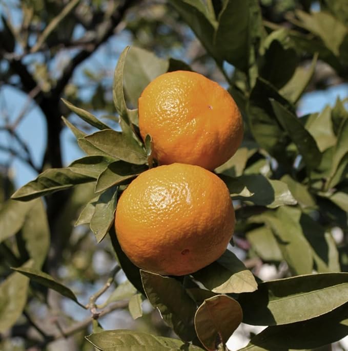Pure Mandarin Essential Oils - Image 8