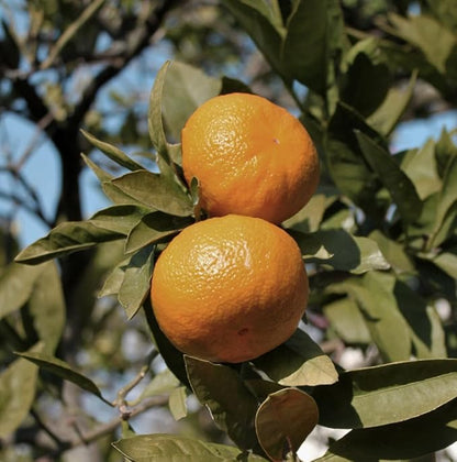 Pure Mandarin Essential Oils - Image 8