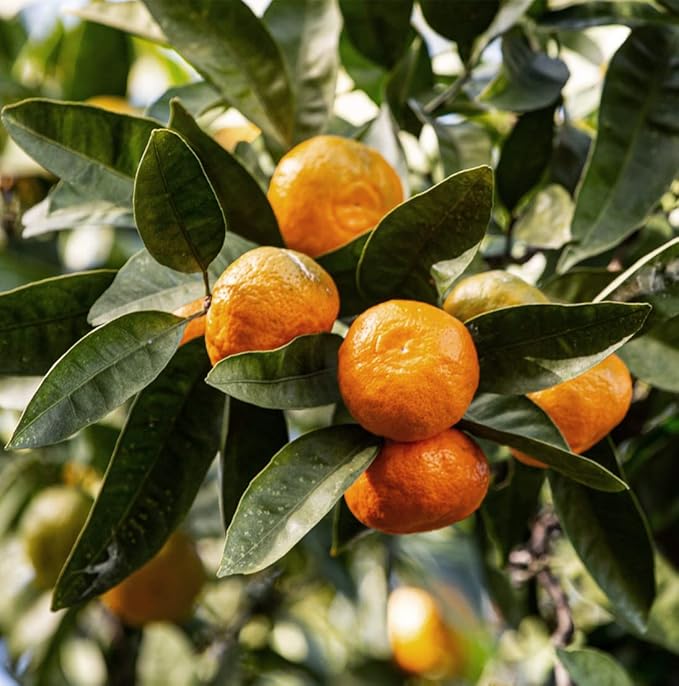 Tangerine Essential Oil - Image 9