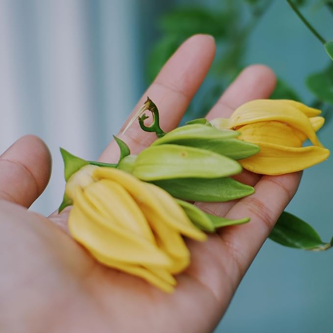 Ylang Ylang Essential Oil - Image 5