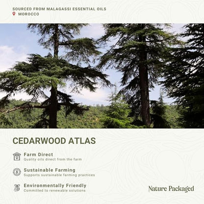 Cedarwood Atlas Essential Oil - Image 3