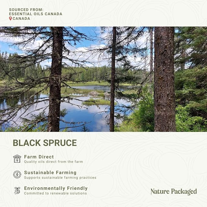 Black Spruce Essential Oil from Canada - Image 6