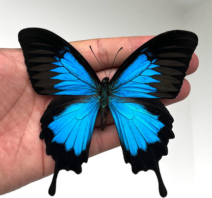 Real Blue Butterfly Framed Shadow Box, Natural History Curiosity Box, Dark Aesthetic Wall Art, Gothic Wall Decor, Oddities & Curiosities Home Display for Collectors K16-28-KINH