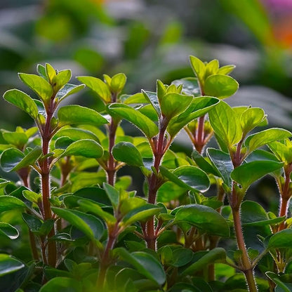 Marjoram Essential Oil - Image 6