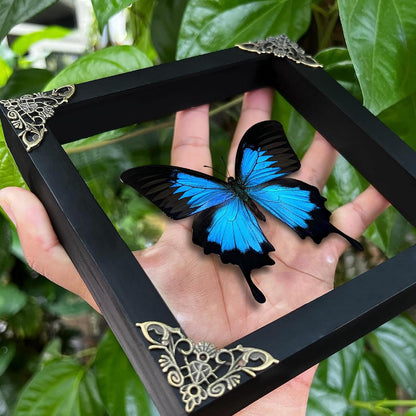 Real Blue Butterfly Framed Shadow Box, Natural History Curiosity Box, Dark Aesthetic Wall Art, Gothic Wall Decor, Oddities & Curiosities Home Display for Collectors K16-28-KINH