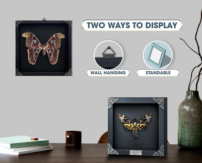 Real Blue Butterfly Framed Shadow Box, Natural History Curiosity Box, Dark Aesthetic Wall Art, Gothic Wall Decor, Oddities & Curiosities Home Display for Collectors K16-28-KINH