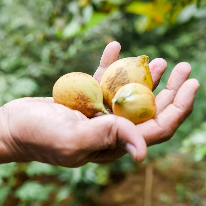 Nutmeg Essential Oil - Image 9