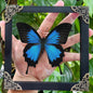 Real Blue Butterfly Framed Shadow Box, Natural History Curiosity Box, Dark Aesthetic Wall Art, Gothic Wall Decor, Oddities & Curiosities Home Display for Collectors K16-28-KINH