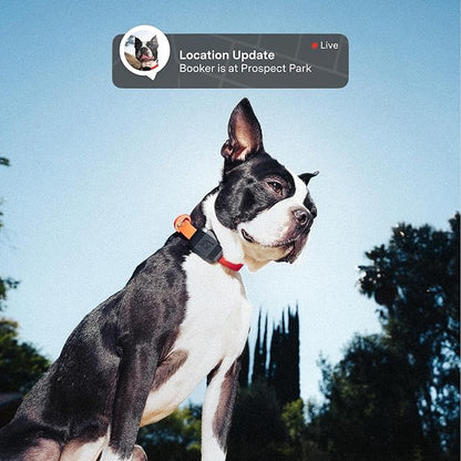Fi Mini GPS Tracker for Dogs — 12-Month Membership Included — Smart Pet - Image 2