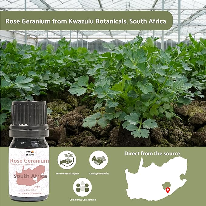 Rose Geranium Essential Oil - Image 3
