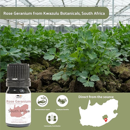 Rose Geranium Essential Oil - Image 3