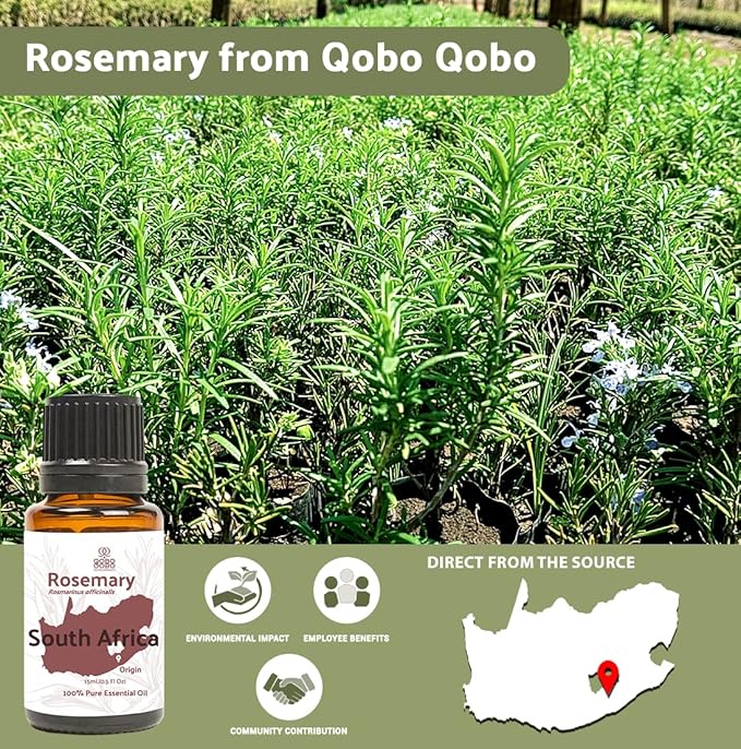 Rosemary Essential Oil - Image 3
