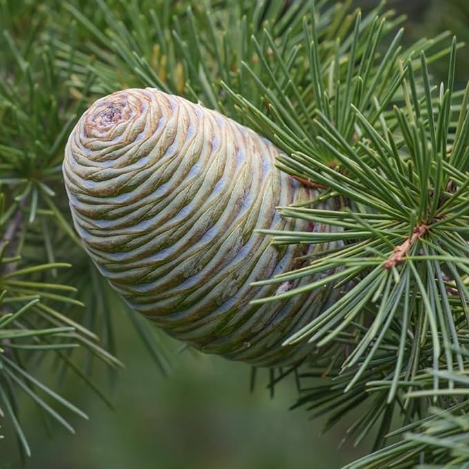 Cedarwood Essential Oil - Image 8