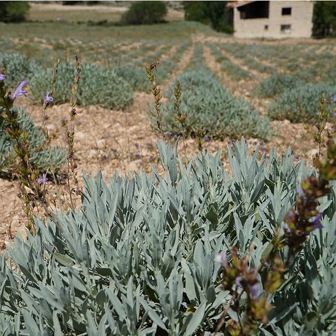 Sage Essential Oil - Image 9