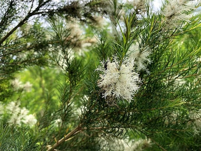Tea Tree Essential Oil - Image 7